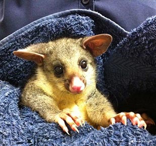baby australian possum