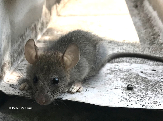 ✓ Best Outdoor Rat Bait Stations